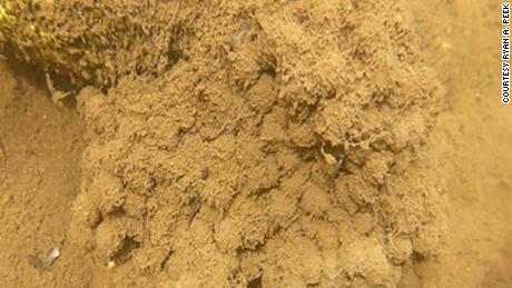 Frog eggs covered in sediment after a wildfire in California.