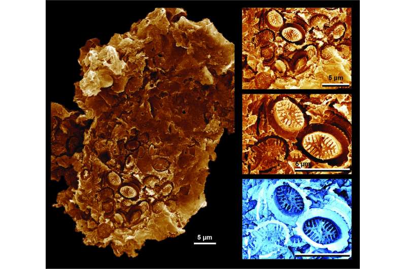 Discovery of 'ghost' fossils reveals plankton resilience to past global warming events