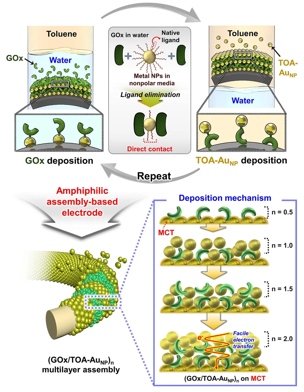 Amphiphilic Assembly Based Electrode