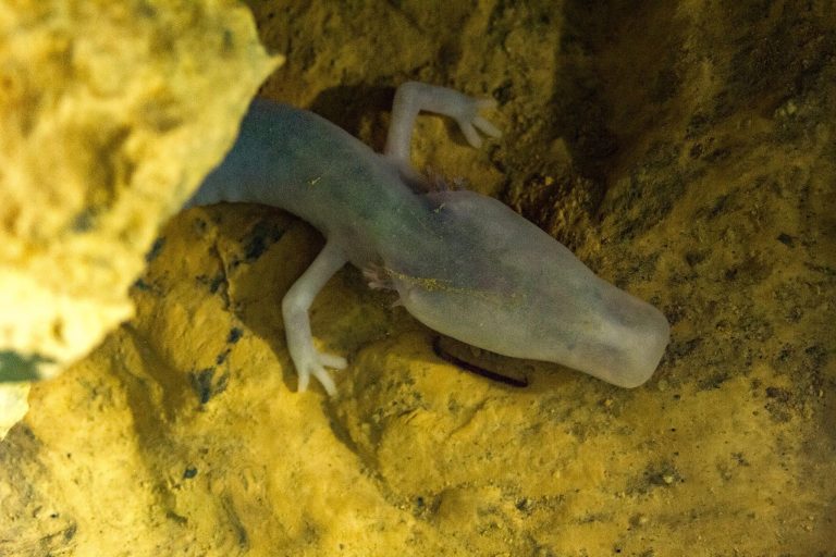 Blind Cave Creatures Light the Way With DNA to Secrets of Evolution