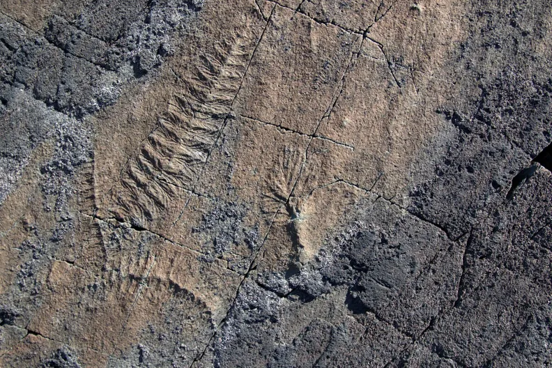 Ediacaran Specimens of Fractofusus and Plumeropriscum