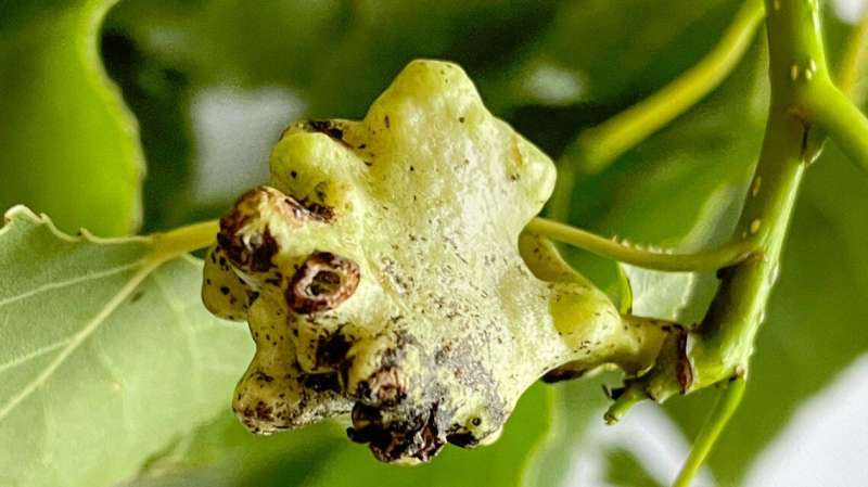 First record of a gall-forming aphid fighting off predator