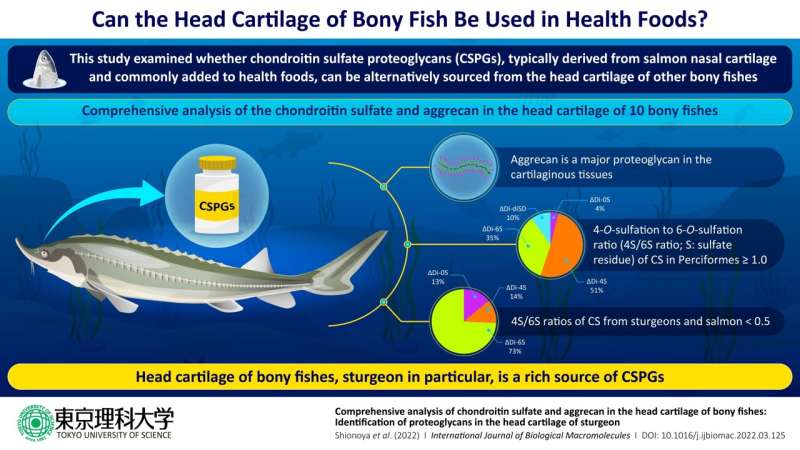 Fishing for new source of proteoglycans, an important health food ingredient