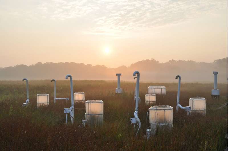 For wetland plants, sea-level rise stamps out benefits of higher CO2