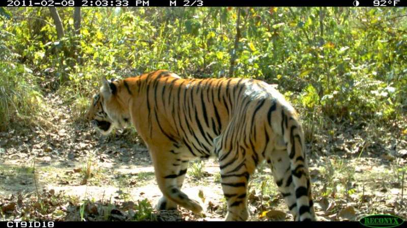 Forecasting the effects of roads and railways on endangered tigers