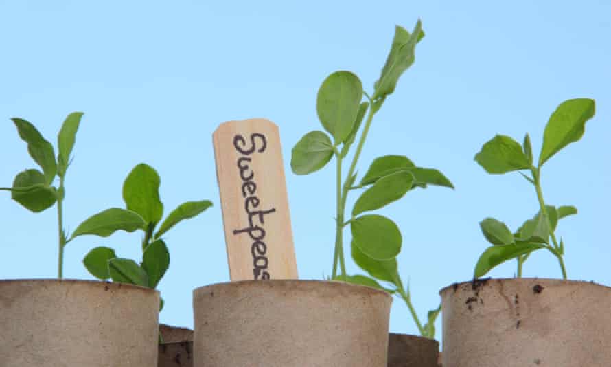 Sweet peas sown in recycled toilet roll inners.