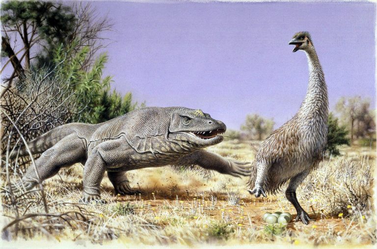 Ancient Proteins Show First Australian People Ate Giant Eggs of Huge Flightless Birds