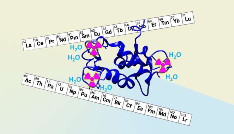 Going beyond Mother Nature’s molecules to target radioactive metals