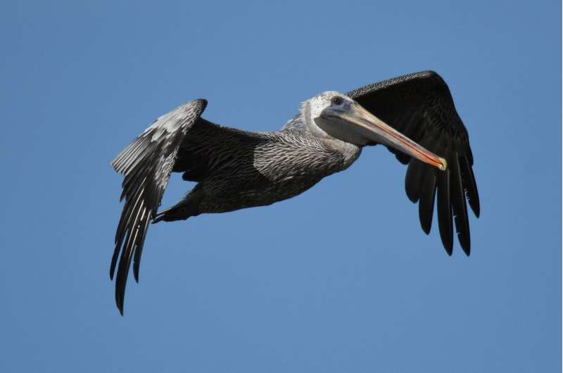 brown pelicans