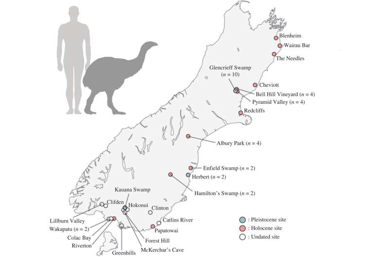 How ancient moa survived the ice age, and what can they teach us about modern climate change