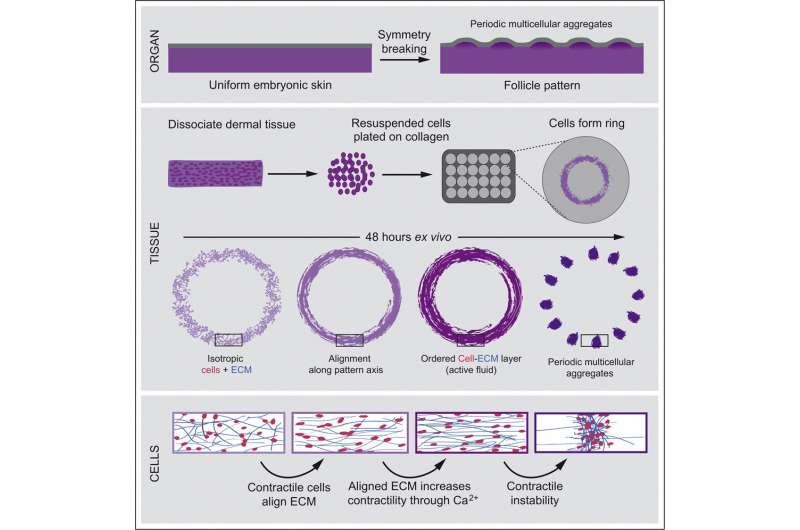 How intricate patterns arise in developing tissues