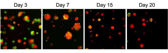 Identifying mechanisms of methylation in stem cells