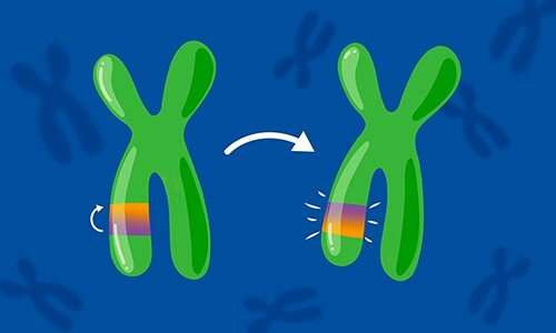 Flip-flop genome