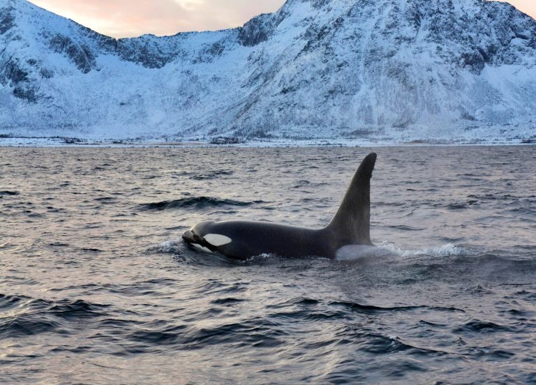 Killer Whale Populations Are Invading the Arctic – Unlocking Secrets From Their Blubber