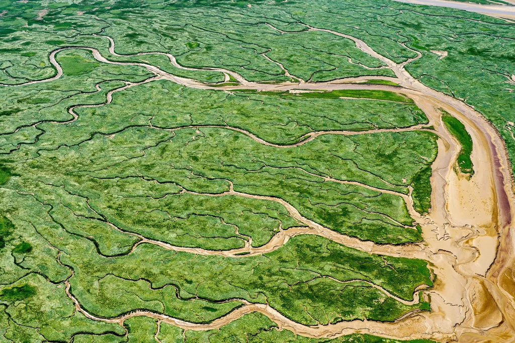 Salt Marsh Carbon Sink