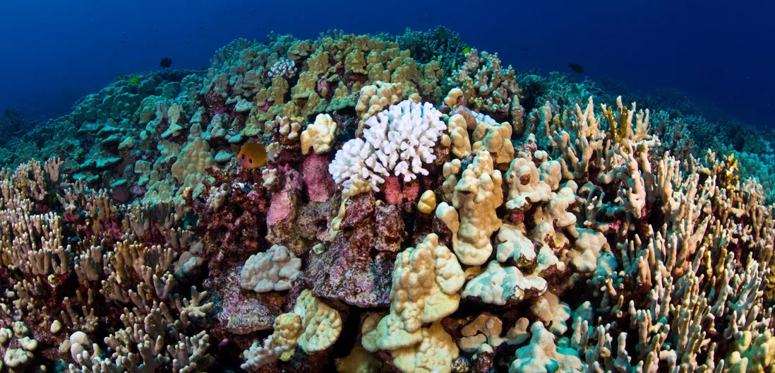 Coral Bleaching in Hawaii