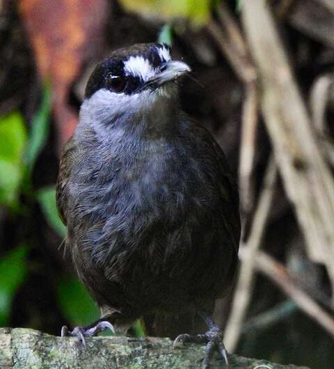 Lost or extinct? Study finds the existence of more than 500 animal species remains uncertain