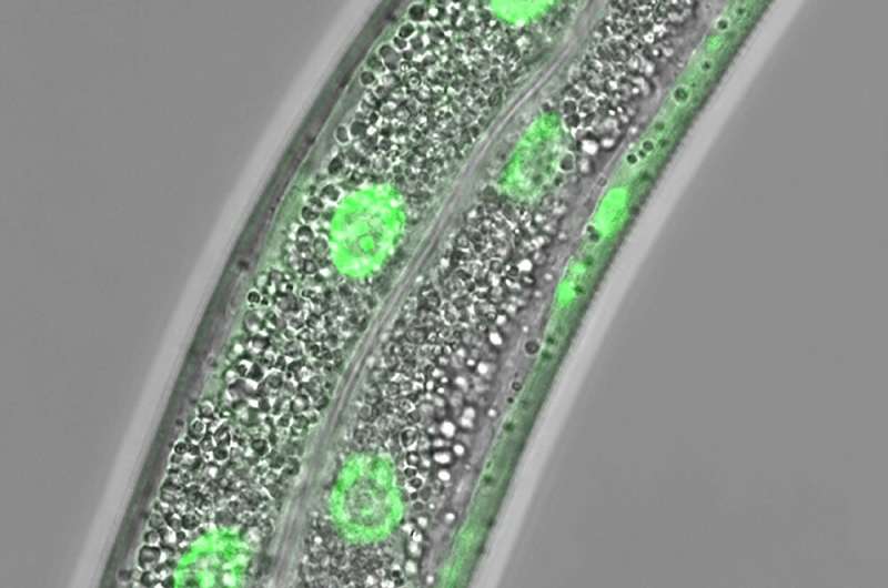 Surveillance pathway tells cells when they run low on lipids