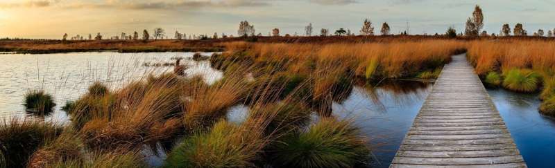 wetlands