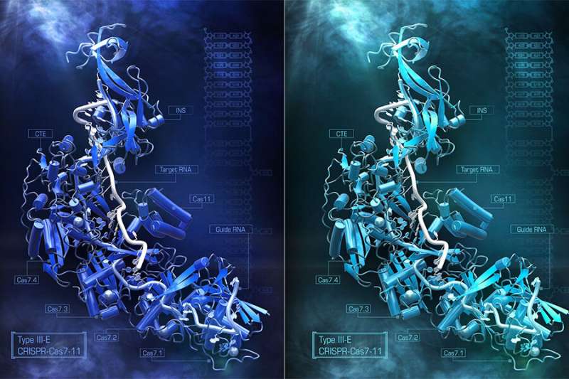 Neuroscientists expand CRISPR toolkit with new, compact Cas7-11 enzyme