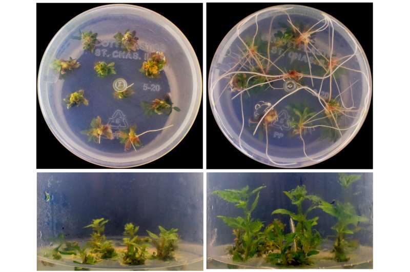 New CRISPR-combo boosts genome editing power in plants