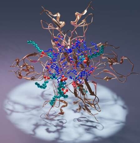 Texas A&amp;M AgriLife describes new protein structures to aid rational drug design