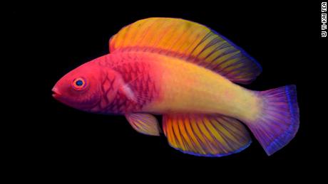 Newly discovered rainbow-colored fish lives in the ocean&#39;s &#39;twilight zone&#39;