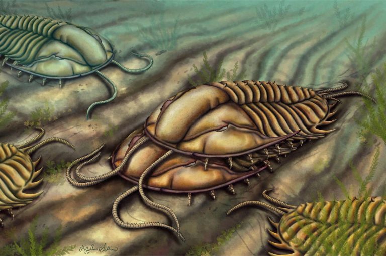 Clasper Appendages Discovered in Mid-Cambrian Trilobite Reveal Mating Behavior Secrets