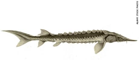 US adds Yangtze sturgeon fish to endangered species list