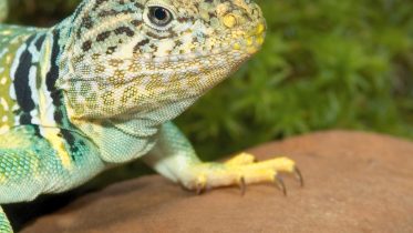 Collared Lizard Close Up