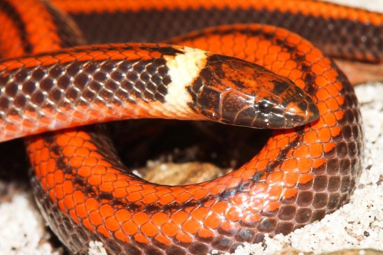 Striking New Species of Snake Discovered in Paraguay – Previously Unknown to Science