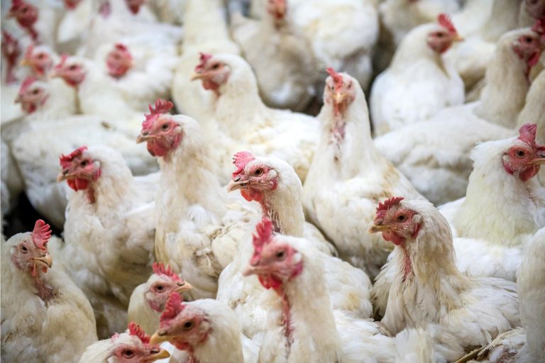 Resurgence of Bird Flu – Avian Influenza Virus – Raises Concern With Experts