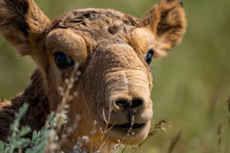 In 2015, a nasal bacteria wiped out more than half of the world’s Saiga antelope population