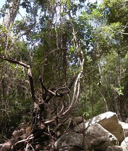 Removing ‘climber’ plants doubles tree growth, and more