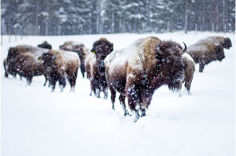 bison herd