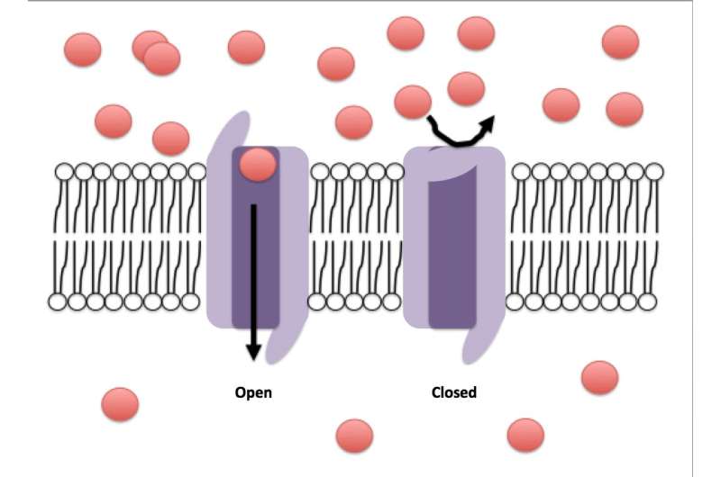 Research reveals surprising inactivation mechanism for a voltage-gated ion channel