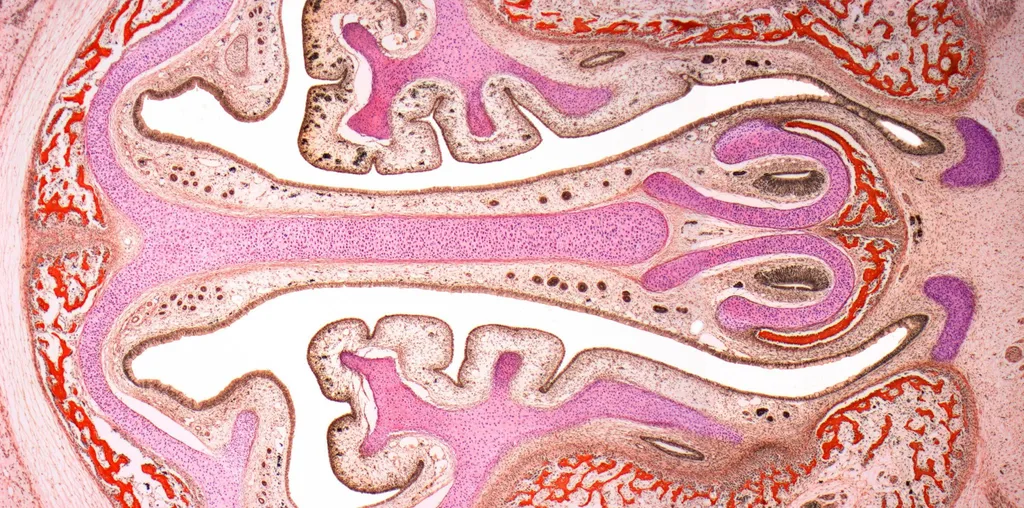 Nasal Cavity Light Micrograph