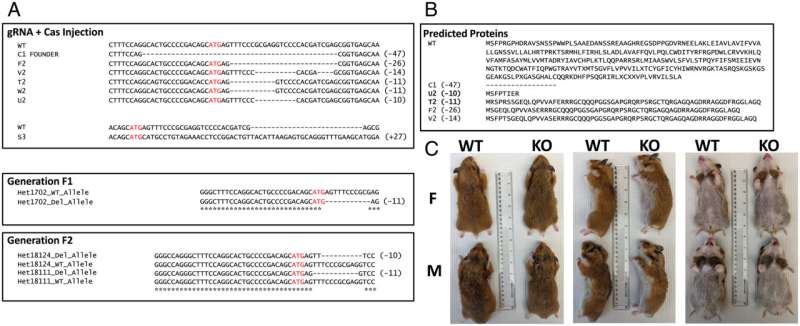 Researchers find CRISPR-Cas9 gene editing approach can alter the social behavior of animals