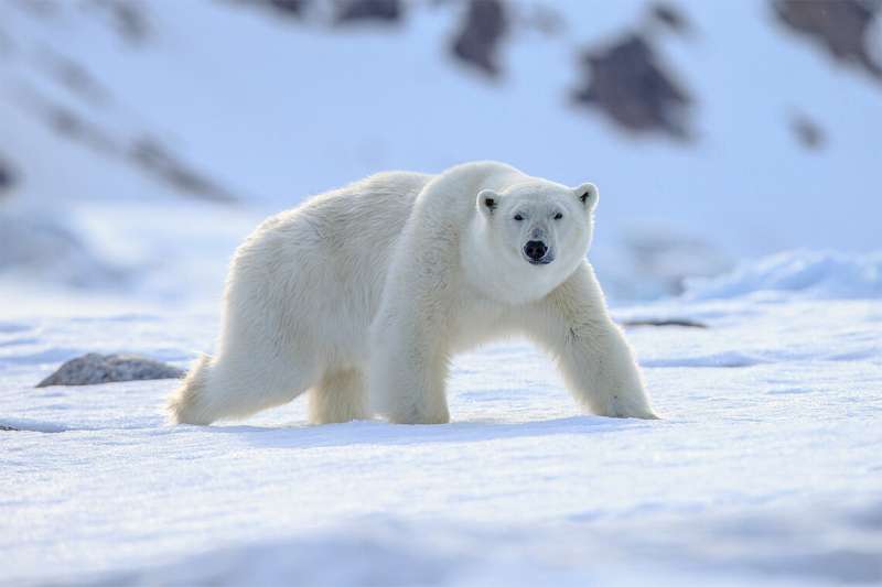 By studying polar bear poop, researchers aim to learn how chemicals are trapped in the body