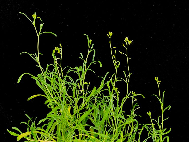 “Extreme” Plants Grow Faster in the Face of Stress