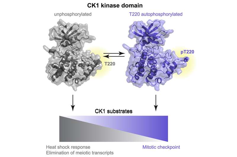 Self-regulation of an enzyme with critical cellular functions