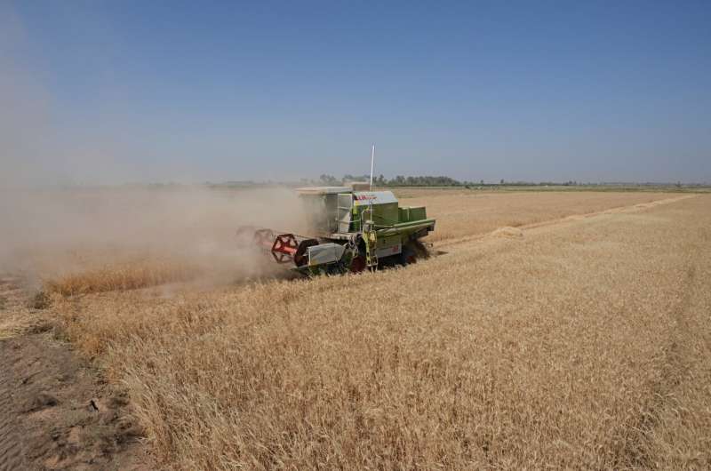 Severe water shortages strain wheat harvest in Iraq