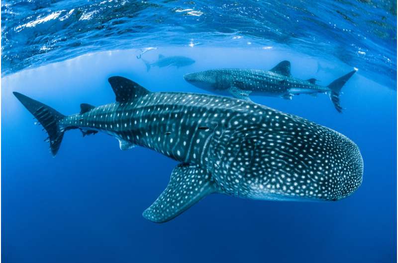 Shipping poses significant threat to the endangered whale shark