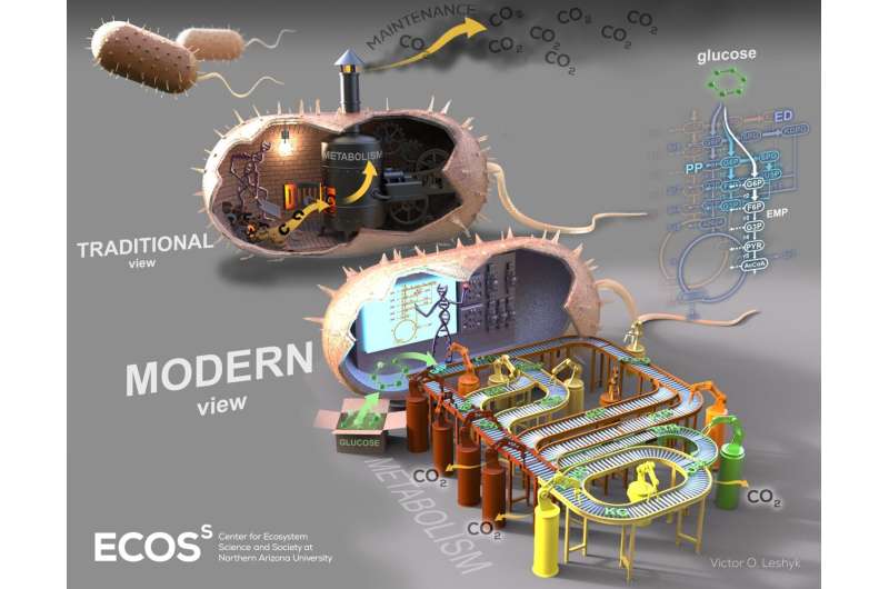 Soil microbes use different pathways to metabolize carbon