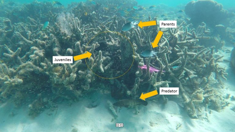 “Traffic Calming” – Coral Reef Fish Breed More Successfully if Motorboat Noise Is Reduced