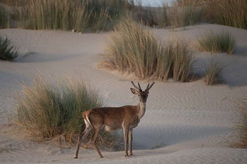 Donana National Park in southern Spain is home to many animal species and is on the migratory route of millions of birds