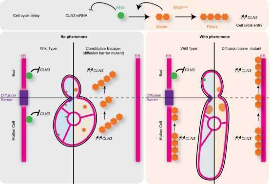 Shedding new light on the mechanism of individual cell memory, using yeast as a model – Department of Biology