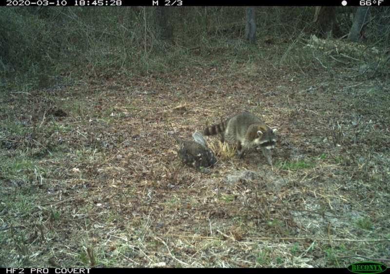 Scavengers, such as raccoons, can be picky eaters