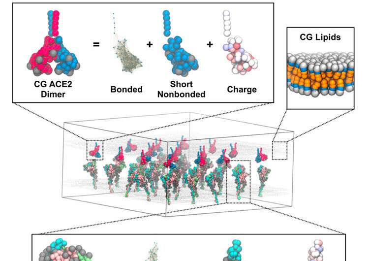 Devil in the coronavirus fusion details 