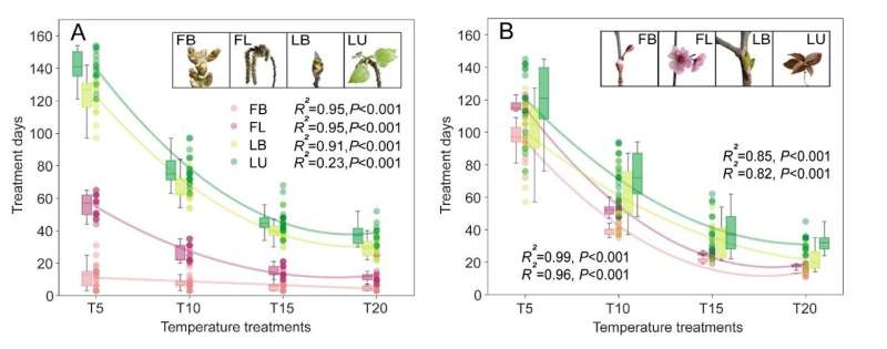 The timing of warm period determines the time interval between flowering and leaf unfolding